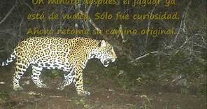 Interaccion puma-jaguar en Yucatán, México