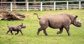 Yorkshire Wildlife Park welcomes baby black rhino