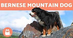 BERNESE MOUNTAIN DOG - Characteristics and Care