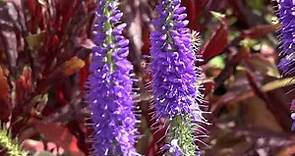 How To Grow The Perennials Salvia and Veronica