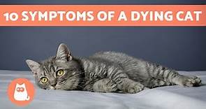 10 SIGNS Your CAT Is About to DIE🐱💔 How to Know if a Cat Is Dying