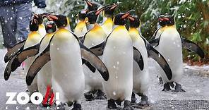 Zoo Zürich: Pinguinparade