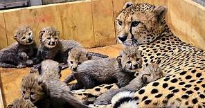 Leopardo dando a luz y amamantando leopardo bebé en el zoológico