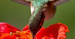 Hand feeding hummingbirds - Raw Video