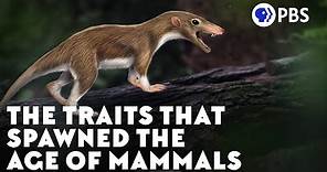 The Traits That Spawned the Age of Mammals