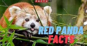 Adorable Red Panda Facts You Didn't Know