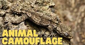 Animal Camouflage | Learn How Animals Can Blend In With Their Environments