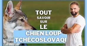 Race de chien Loup Tchècoslovaque : caractère, dressage, comportement, santé de ce chien de race...
