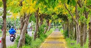 隱藏版嘉義秘境～嘉義六腳鄉阿勃勒黃金步道，盛開的黃金雨浪漫超好拍！