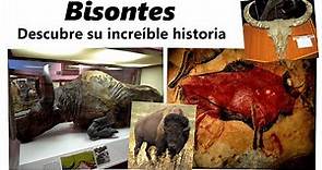 La increíble historia de los bisontes: de Altamira a las grandes llanuras
