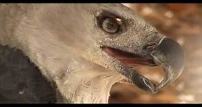 Conheça a Harpia a águia gigante, o gavião real do Brasil, a maior ave de rapina da América do Sul