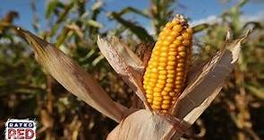 Is GMO Corn Healthier Than Natural Corn?