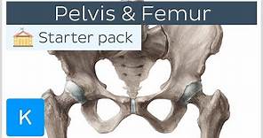 Pelvis (Hip bone) and Femur - Human Anatomy | Kenhub