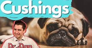 Dog Cushings Disease. Dr. Dan covers symptoms, diagnosis, and treatment of Cushing's disease