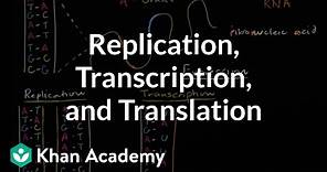 DNA replication and RNA transcription and translation | Khan Academy
