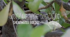 Shearwater Biology - Way of the Wedgie