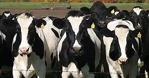 Producción de Vacas Holstein en el Estado de Paraná Brasil - TvAgro por Juan Gonzalo Angel