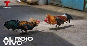 Peleas de gallos siguen generando controversia en México