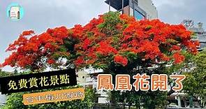 【台中賞花景點】鳳凰花開了 | 文化中心。梅川西路一段