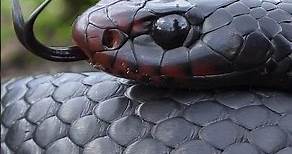 The Red-bellied black snake, a large venomous snake from Australia!