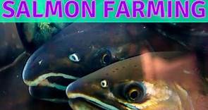Behind the Scenes of Salmon Fish Farming, California's Nimbus Fish Hatchery
