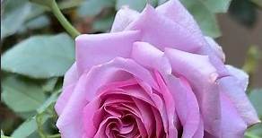 The most beautiful purple rose, Violet’s Pride Rose