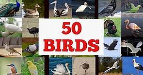 50 Birds name in English with pictures