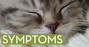 Can #cats get Lyme disease from a tick?