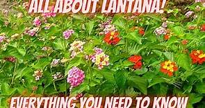All About Lantana | A Comprehensive Review