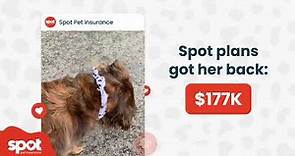 Is Pet Insurance REALLY Worth It? See How Much I Saved With Spot Pet Insurance