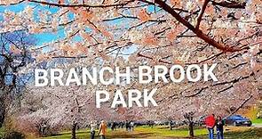 Branch Brook Park Cherry Blossoms in Full Bloom & Bloomfest Highlights | Newark NJ around NYC