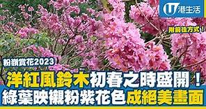 粉嶺賞花2023｜洋紅風鈴木初春之時盛開！粉紫色彩唯美、綠葉映襯成絕美畫面（附前往方式）