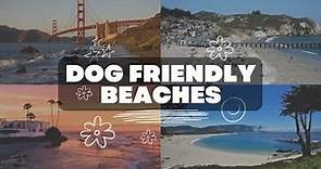 Top 7 dog friendly beaches in California: You Won't Believe What Our #1 Pick Is!
