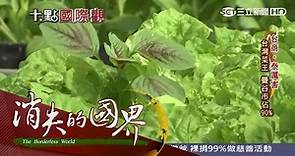 「泰」強了！台灣菜王意外爆紅 曼谷9成蔬菜都是他種的｜消失的國界｜三立新聞台