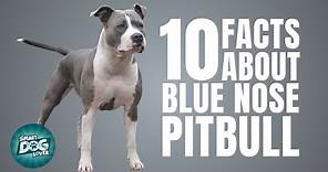 10 Facts About Blue Nose Pitbull | Dogs 101 - Blue Nose Pitbull