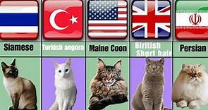 All Cats Breeds A-Z With Their Location Of Origin