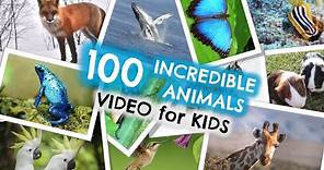 100 Incredible Animals Video for Kids | Enjoying God My Creator | Watch & Worship Activity