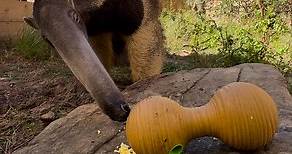 Happy WORLD ANTEATER DAY from King Bumi! 🤩 Giant anteaters are an endangered species that have become extinct in many Latin American countries. 😢 Our beloved Bumi serves as an incredible ambassador for his species and will one day help to maintain genetic diversity in giant anteaters by being paired up with a girlfriend. 🥰 Consider supporting King Bumi and giant anteater conservation by donating today! ❤️ northfloridawildlife.org/support | North Florida Wildlife Center