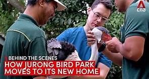 How Jurong Bird Park moves its birds to their new home | Behind the scenes