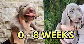 Watch Beautiful Weimaraner Grow From 0 to 8 Weeks / Puppy Lifespan 😍💖🐶