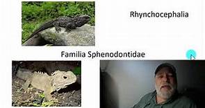 43 Lepidosauria y Rhinchocephalia