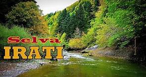 Selva de Irati - 'el último bosque medieval de Europa' - en otoño. Pirineo de Navarra