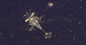 Why Are Plankton the Most Vital Organisms on Earth? | BBC Earth