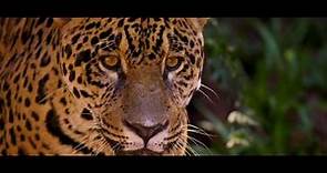 Jaguar: orgullo de las Américas