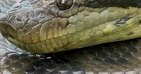 "Descubriendo la Serpiente más Grande del Mundo: La Anaconda Verde"