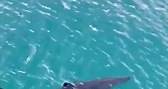 Avistan un tiburón peregrino de más de dos metros en el puerto de A Coruña