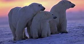 Oso polar (Ursus maritimus) - Características, hábitat, alimentación y reproducción
