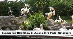 Experience Bird Show in Jurong Bird Park - Singapore