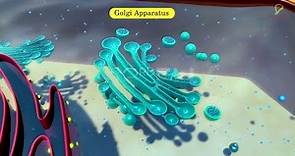 Practically's Concepts - Golgi Apparatus - #LearnPractically