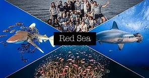 BEST OF RED SEA DIVING